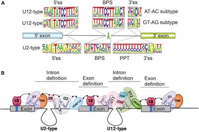 At the Intersection of Major and Minor Spliceosomes: Crosstalk Mechanisms and Their Impact on Gene Expression